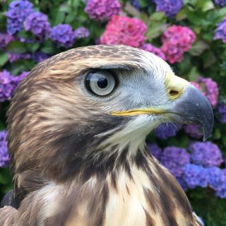Falconry Adventure for 1 Person image